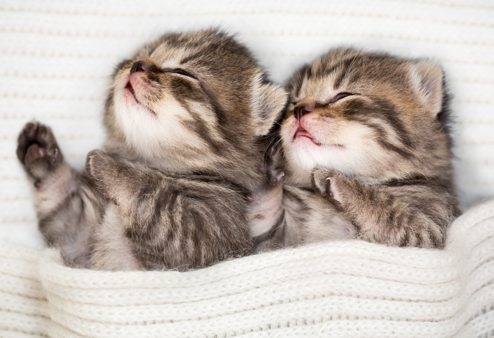 sleepy-kittens